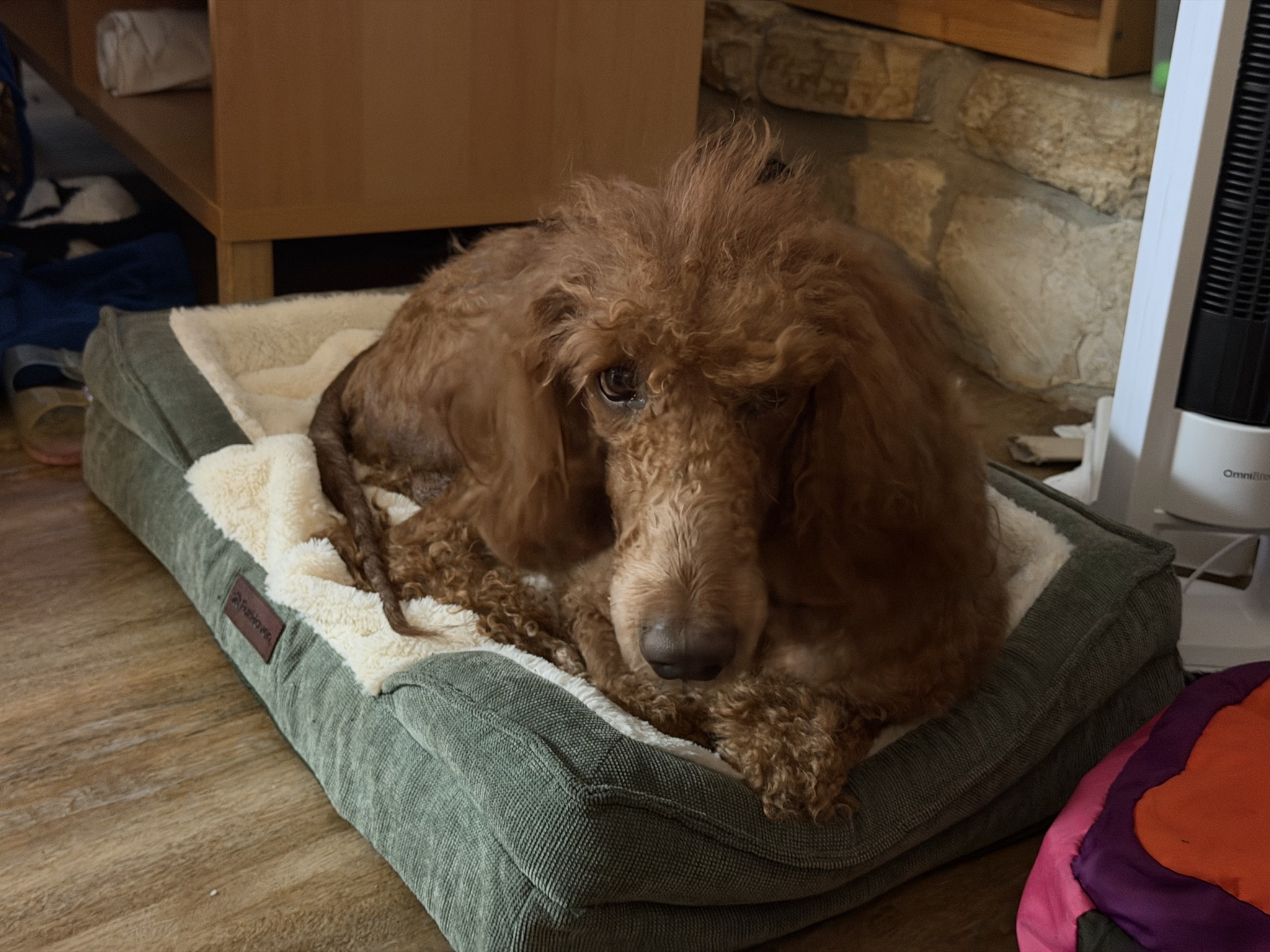 Bender — Apricot Standard Poodle