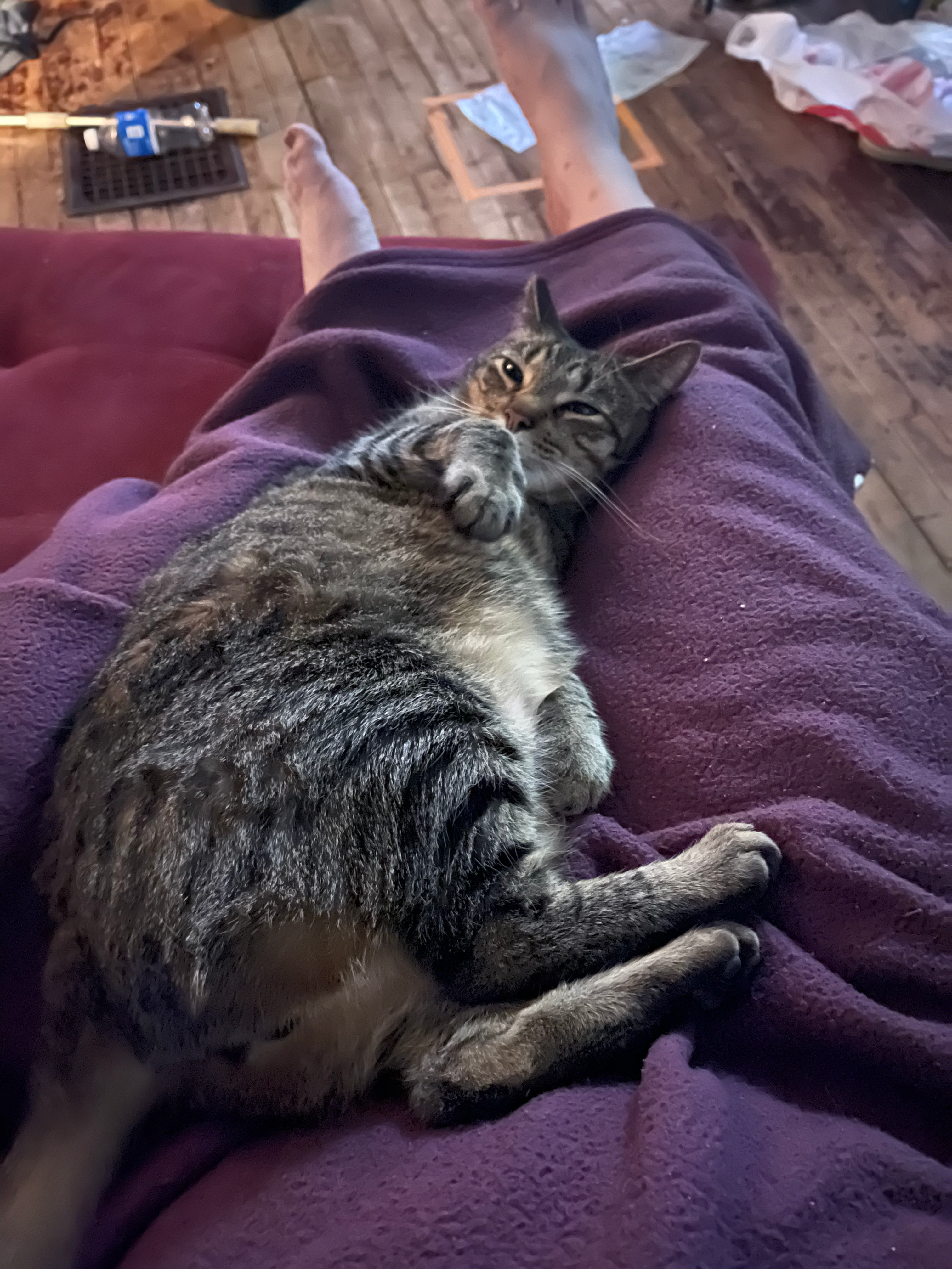 Mister — Black/Grey Short Hair Tabby